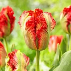 Bulbi Lalele Exotic Parrot (Tulip)