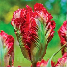 Bulbi Lalele Exotic Parrot (Tulip)