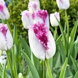 Bulbi Lalele Eyelash (Tulip)