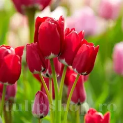 Bulbi Lalele Fiery Club (Tulip)