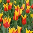 Bulbi Lalele Fire Wings (Tulip) bulbi lalele fire wings flacara ascutite toamna 110x110