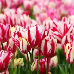 Bulbi Lalele Flaming Club (Tulip)