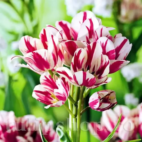 bulbi lalele flaming%20club2