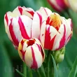 bulbi lalele flaming club multiflorale alb rosu 110x110