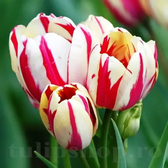 bulbi lalele flaming club multiflorale alb rosu
