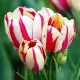 bulbi lalele flaming club multiflorale alb rosu