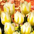 Bulbi Lalele Flaming Coquette (Tulip)