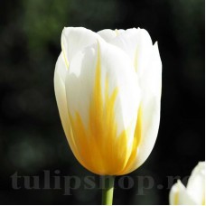 Bulbi Lalele Flaming Coquette (Tulip)