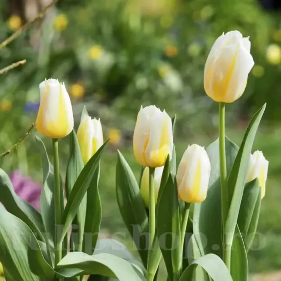 bulbi lalele flaming coquette2