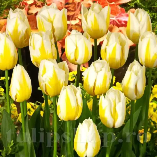 bulbi lalele flaming coquette3