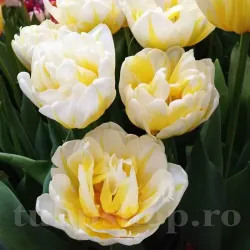 Bulbi Lalele Flaming Evita (Tulip)
