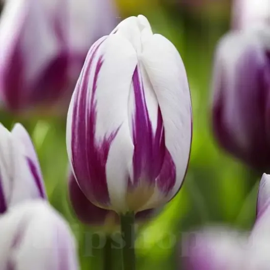 Bulbi Lalele Flaming Flag (Tulip) bulbi lalele flaming flag albe flacari mov