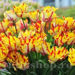 Bulbi Lalele Flaming Parrot (Tulip)