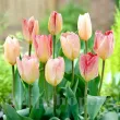 bulbi lalele flaming purissima fosteriana tulipshop 110x110