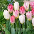 bulbi lalele flaming purissima plantare toamna gradina 110x110