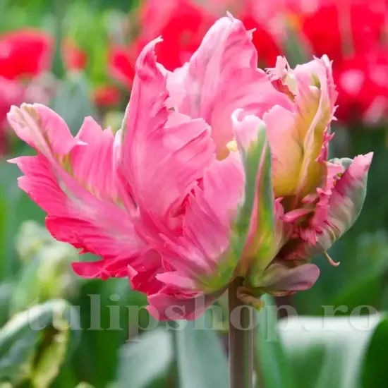 Bulbi Lalele Flamingo Queen (Tulip) bulbi lalele flamingo queen tip parrot inflorire primavara