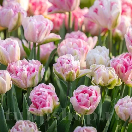Bulbi Lalele Foxtrot (Tulip) bulbi lalele foxtrot batute tulipshop