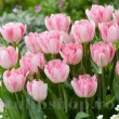 Bulbi Lalele Foxtrot (Tulip) bulbi lalele foxtrot plantare toamna gradina 110x110