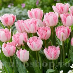 Bulbi Lalele Foxtrot (Tulip) Bulbi Lalele Foxtrot (Tulip)