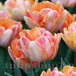Bulbi Lalele Foxy Foxtrot (Tulip) Bulbi Lalele Foxy Foxtrot (Tulip)