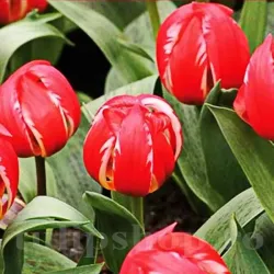 Bulbi Lalele Friendly Fire (Tulip)