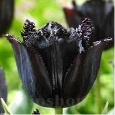 Bulbi Lalele Fringed Black (Tulip)