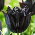 Bulbi Lalele Fringed Black (Tulip)