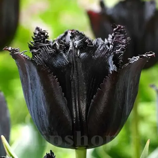 bulbi lalele fringed black negre franjurate lux
