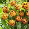 Bulbi Lalele Garden Flevor (Tulip)