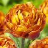Bulbi Lalele Garden Flevor (Tulip)
