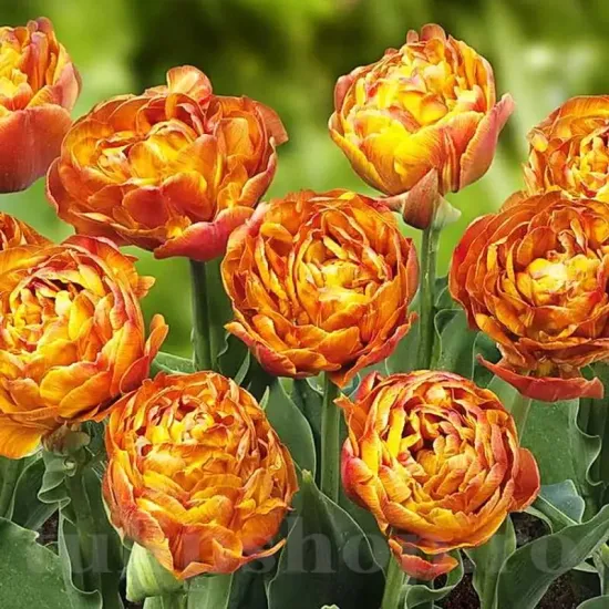 bulbi lalele garden flevor2