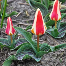 Bulbi Lalele Gluck (Tulip)