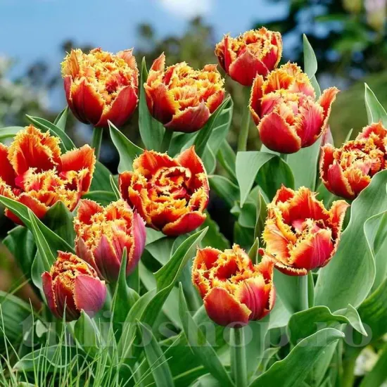 Bulbi Lalele Gold Dust (Tulip) bulbi lalele gold dust franjurate tulipshop