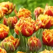 Bulbi Lalele Gold Dust (Tulip) bulbi lalele gold dust plantare toamna gradina 110x110