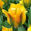 Bulbi Lalele Golden Artist (Tulip) bulbi lalele golden artist plantare toamna gradina 110x110