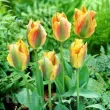 Bulbi Lalele Golden Artist (Tulip) bulbi lalele golden artist viridiflora tulipshop 110x110