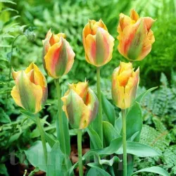 Bulbi Lalele Golden Artist (Tulip) Bulbi Lalele Golden Artist (Tulip)