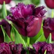 Bulbi Lalele Gorilla (Tulip) bulbi lalele gorilla mov inchis franjurate 110x110