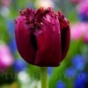Bulbi Lalele Gorilla (Tulip)