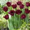 Bulbi Lalele Gorilla (Tulip)