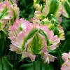 Bulbi Lalele Green Wave (Tulip)