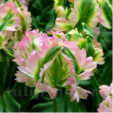 Bulbi Lalele Green Wave (Tulip)