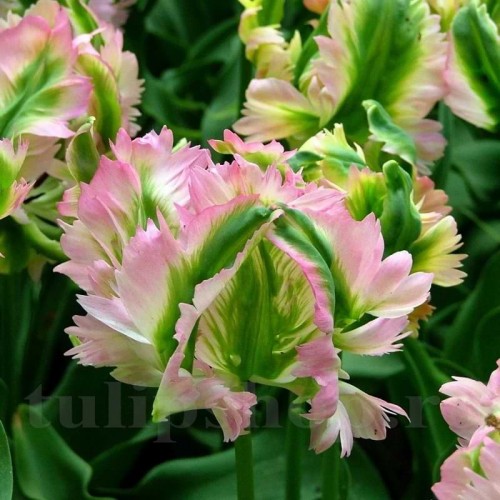 Bulbi Lalele Green Wave (Tulip)