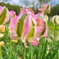 Bulbi Lalele Green Wave (Tulip)
