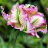 Bulbi Lalele Green Wave (Tulip)