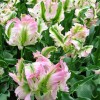 Bulbi Lalele Green Wave (Tulip)