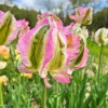 Bulbi Lalele Green Wave (Tulip)