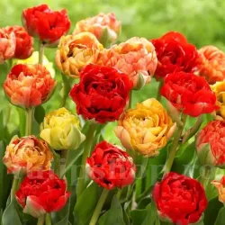 Bulbi Lalele Gudoshnik Double (Tulip)