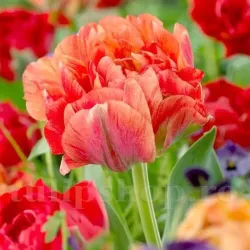 Bulbi Lalele Gudoshnik Double (Tulip)