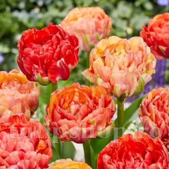 bulbi lalele gudoshnik double3